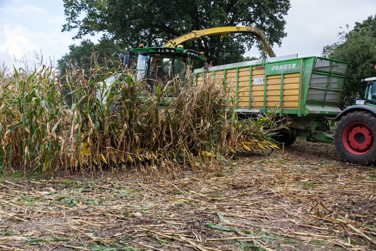 Bild 206 - Maisernte